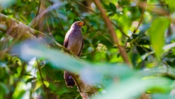 Barred Forest-Falcon (Micrastur ruficollis)
